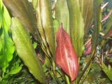 Akváriumi növények - Echinodorus  "Red Fox"